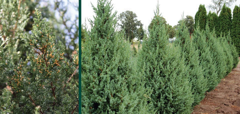 Cedar Cas ee Bari - Awoodda Xiddiga