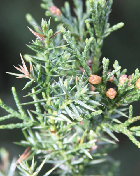 Cedar Cas ee Bari - Awoodda Xiddiga