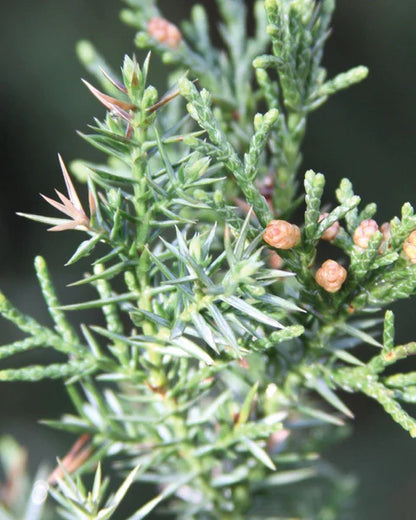 Cedar Cas ee Bari - Awoodda Xiddiga