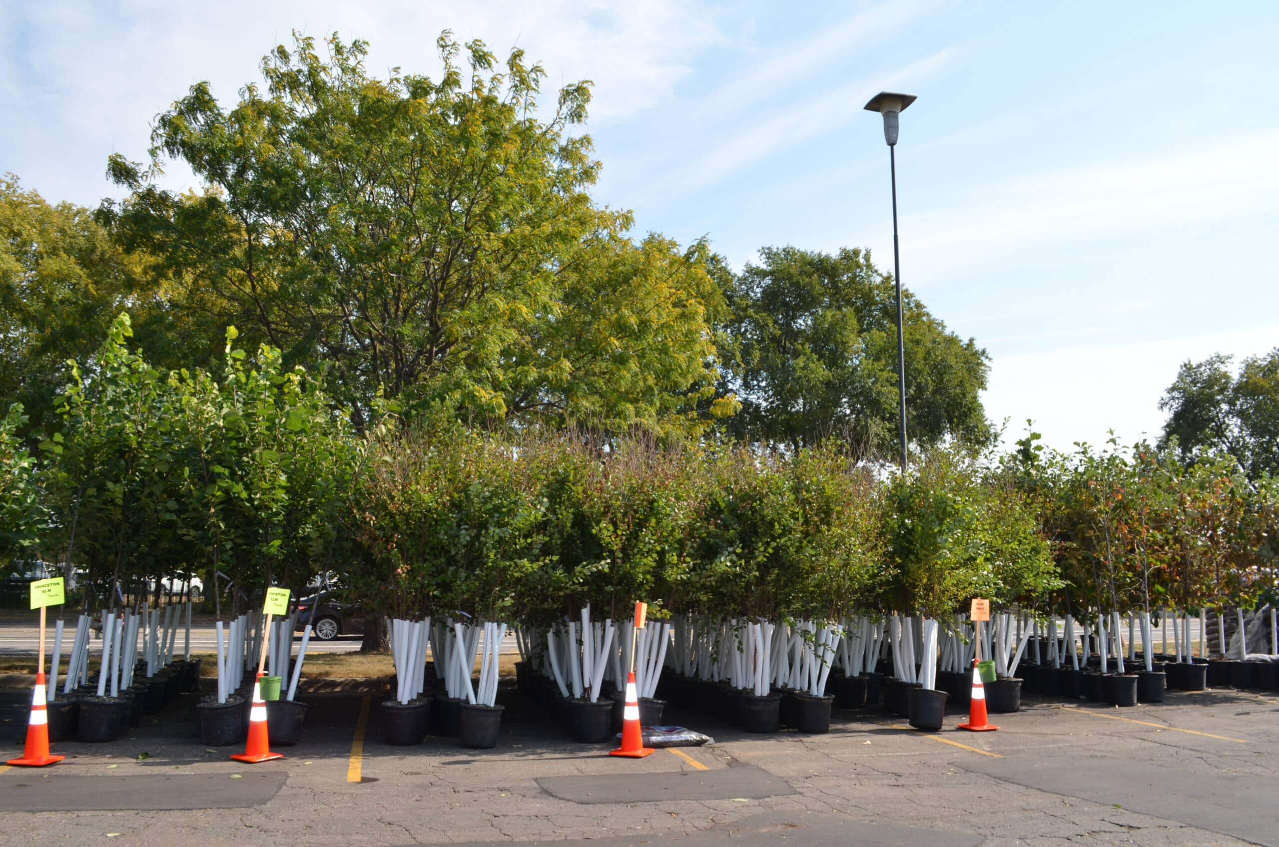 FAQs – Tree Trust Tree Sales
