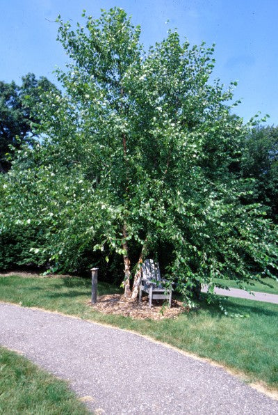 Birch webiga (qaabka jirida badan)