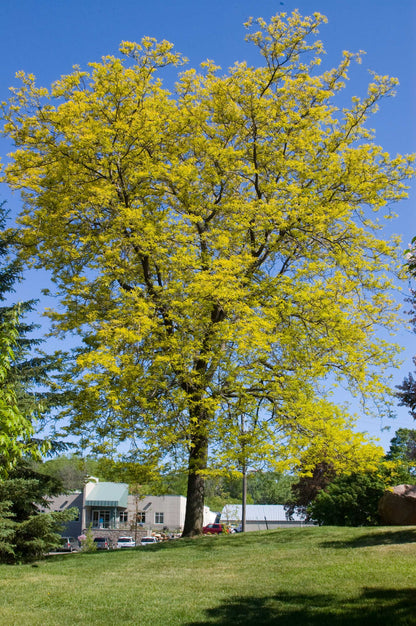 Sunburst Honeylocust