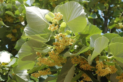 Silver Linden
