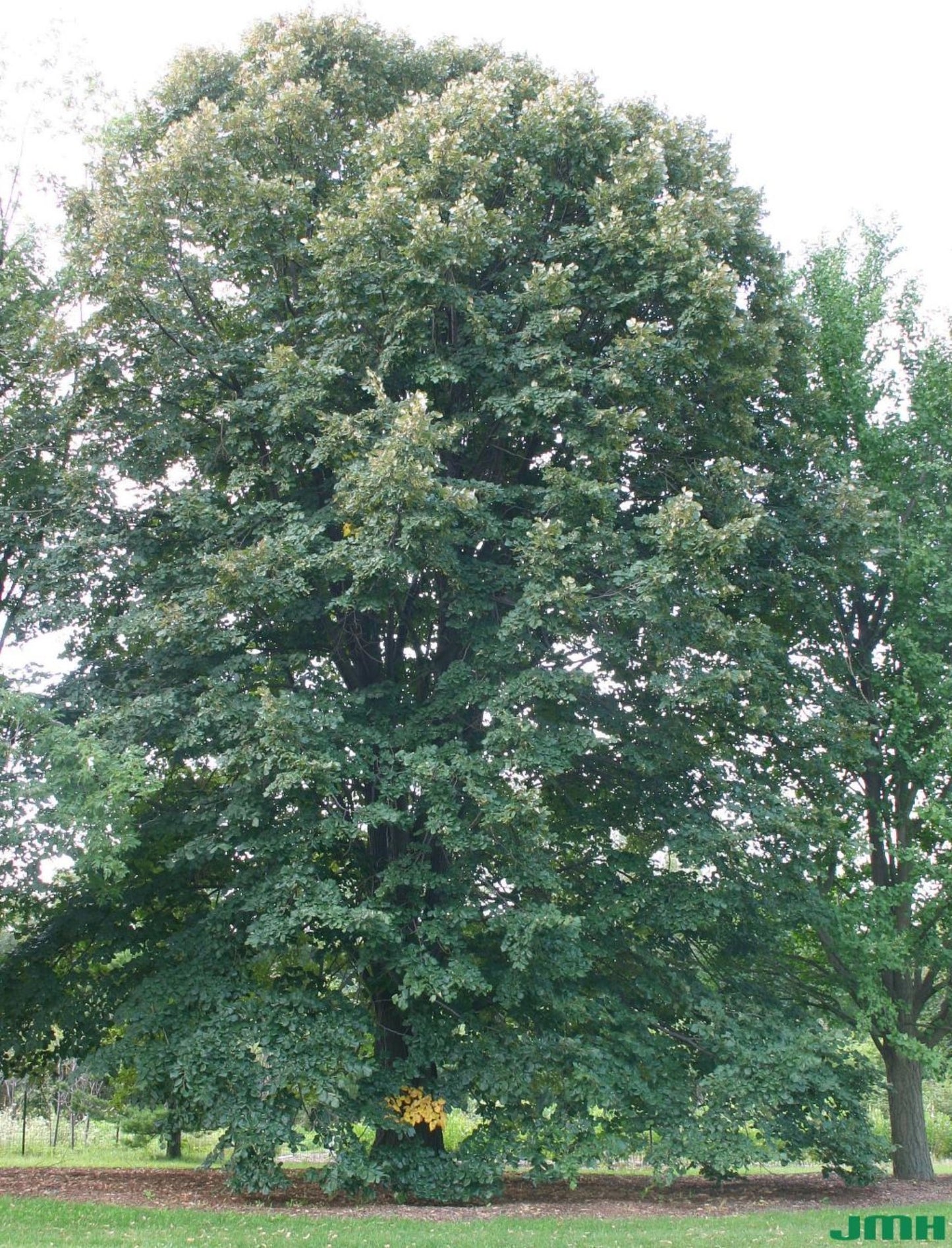 Silver Linden