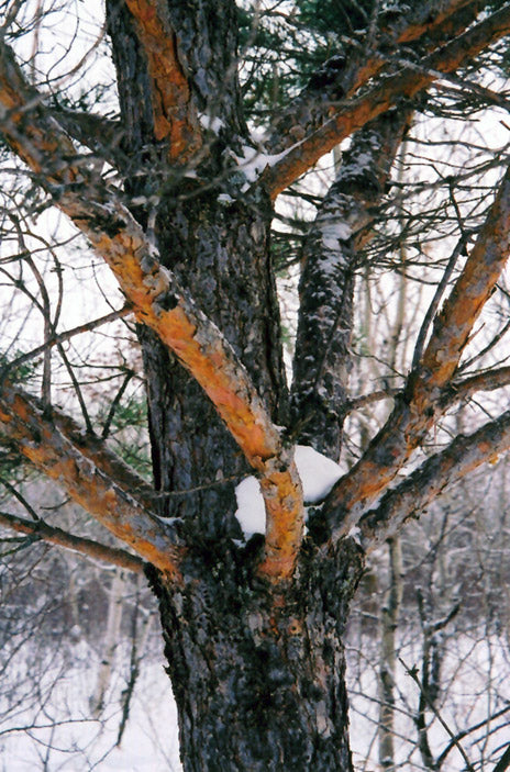 Scotch Pine