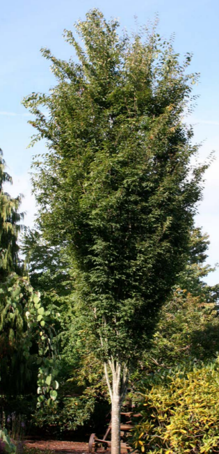 Musashino Columnar Zelkova