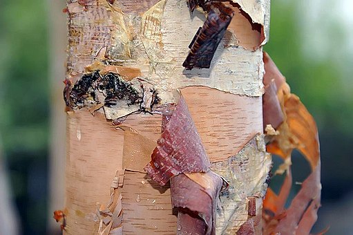 Birch webiga (qaabka jirida badan)