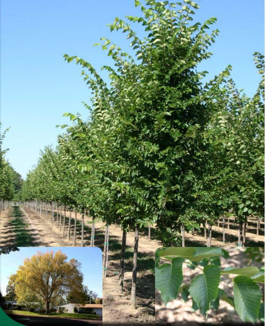 Gumeysiga Ruuxa Elm