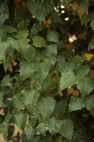 Dakota Pinnacle Birch
