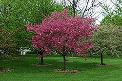 Prairifire Crabapple