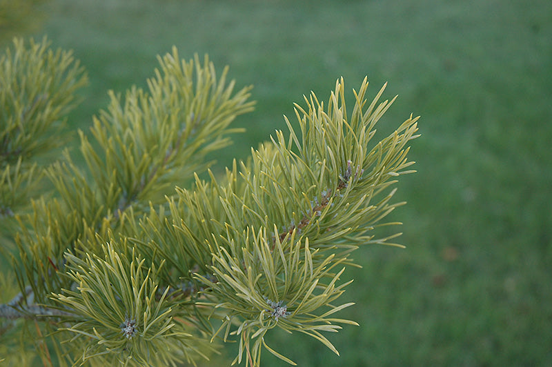 Scotch Pine