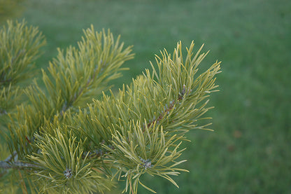 Scotch Pine