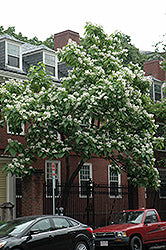Northern Catalpa
