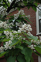 Northern Catalpa