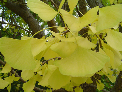 Ginkgo dorado de otoño
