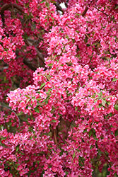 Prairifire Crabapple