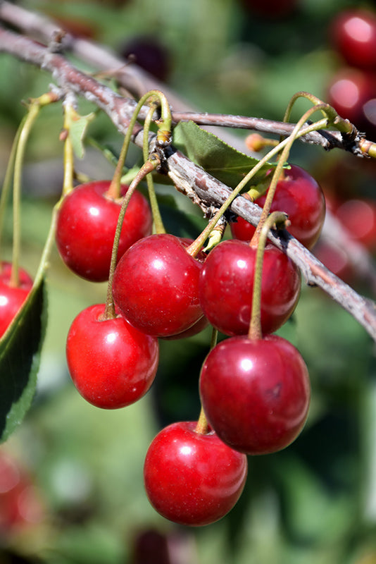 North Star Cherry