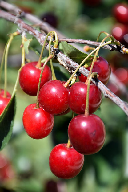 North Star Cherry