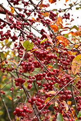 Prairifire Crabapple