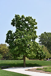 Northern Catalpa