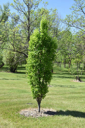Centinela de la pradera Almez