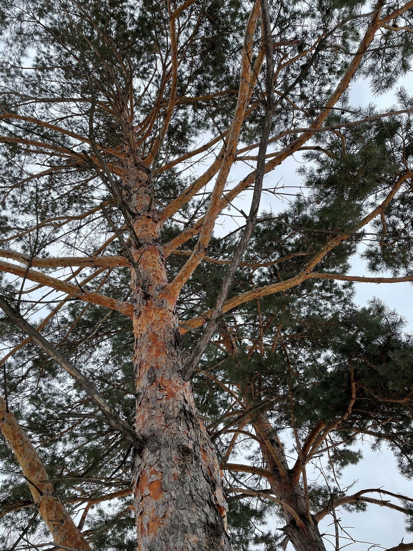 Scotch Pine