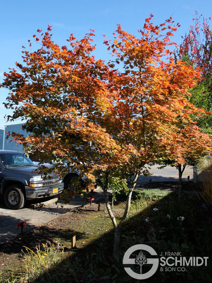 Northern Glow Maple