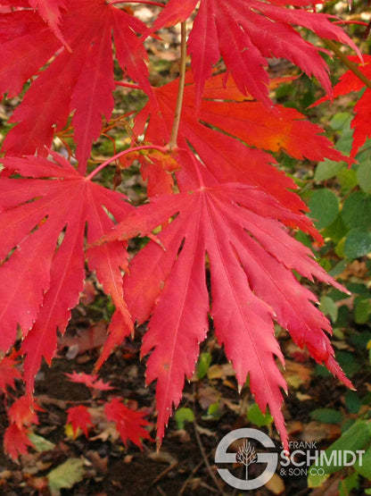 Northern Glow Maple