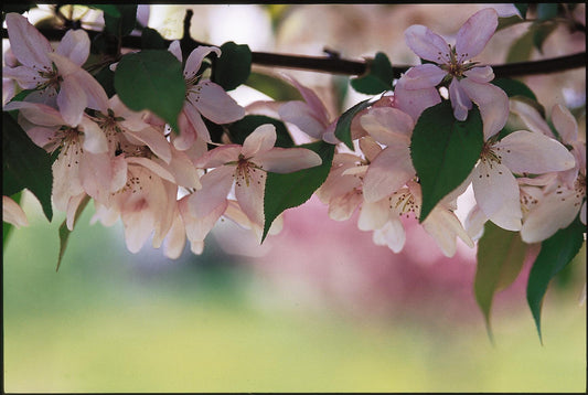 Manzano silvestre Pink Spires