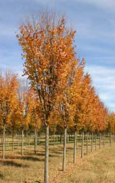 Musashino Columnar Zelkova