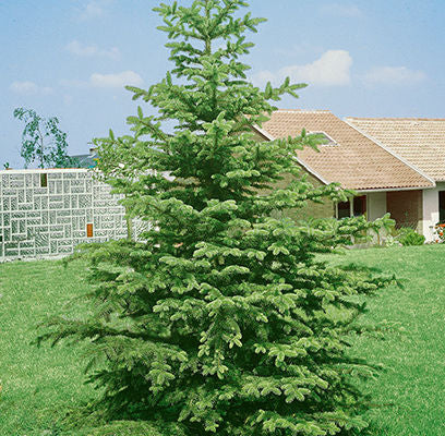 Norway Spruce