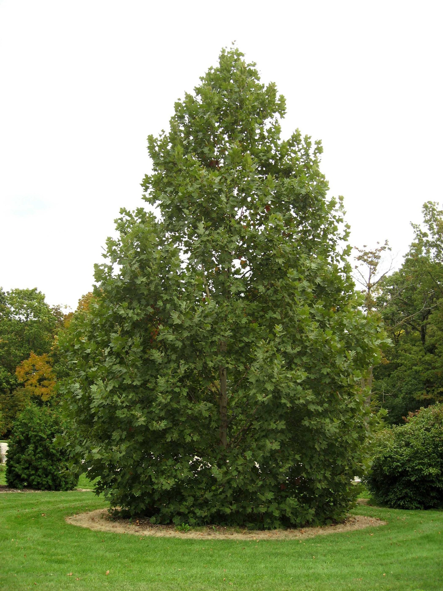 Qaylo-dhaan! London Planetree