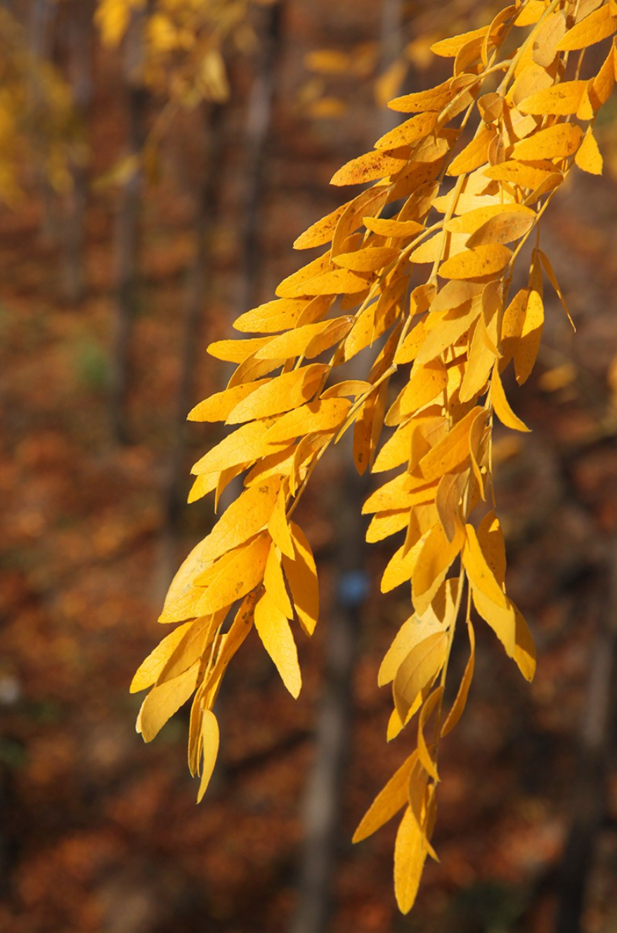 Imperial Honeylocust