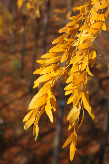 Imperial Honeylocust