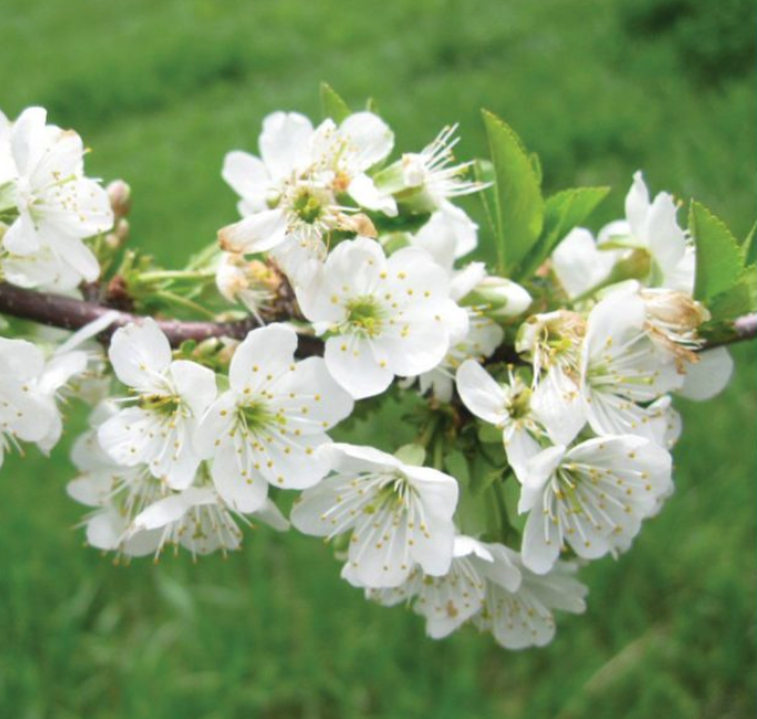 Evans Bali Cherry