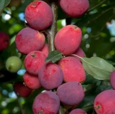 Dolgo Crabapple