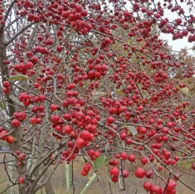 Dolgo Crabapple