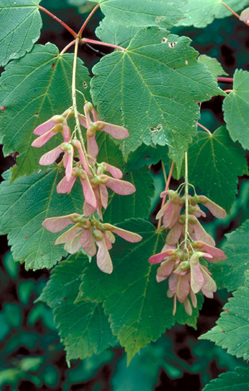 Buur Maple