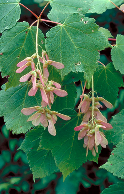 Buur Maple