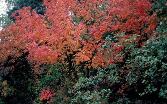 Buur Maple
