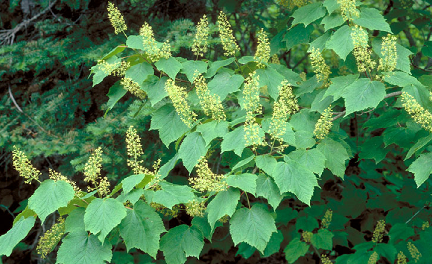 Buur Maple