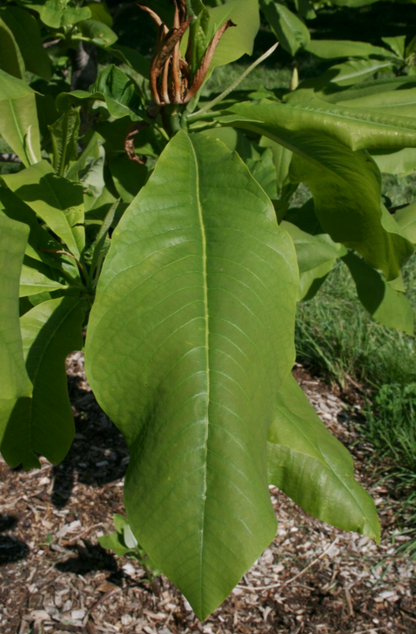 Dalladda Magnolia ( Jirri badan)