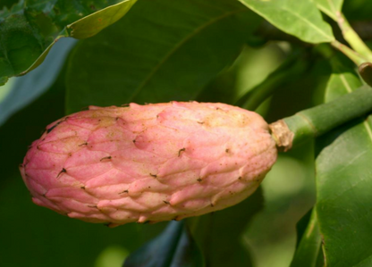 Dalladda Magnolia ( Jirri badan)