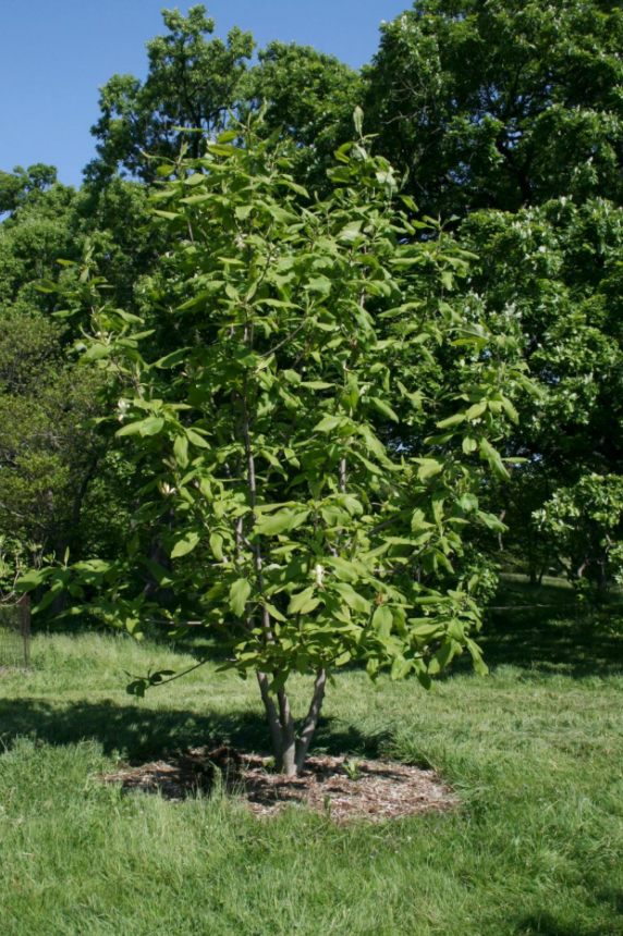 Dalladda Magnolia ( Jirri badan)