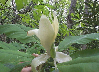 Dalladda Magnolia ( Jirri badan)