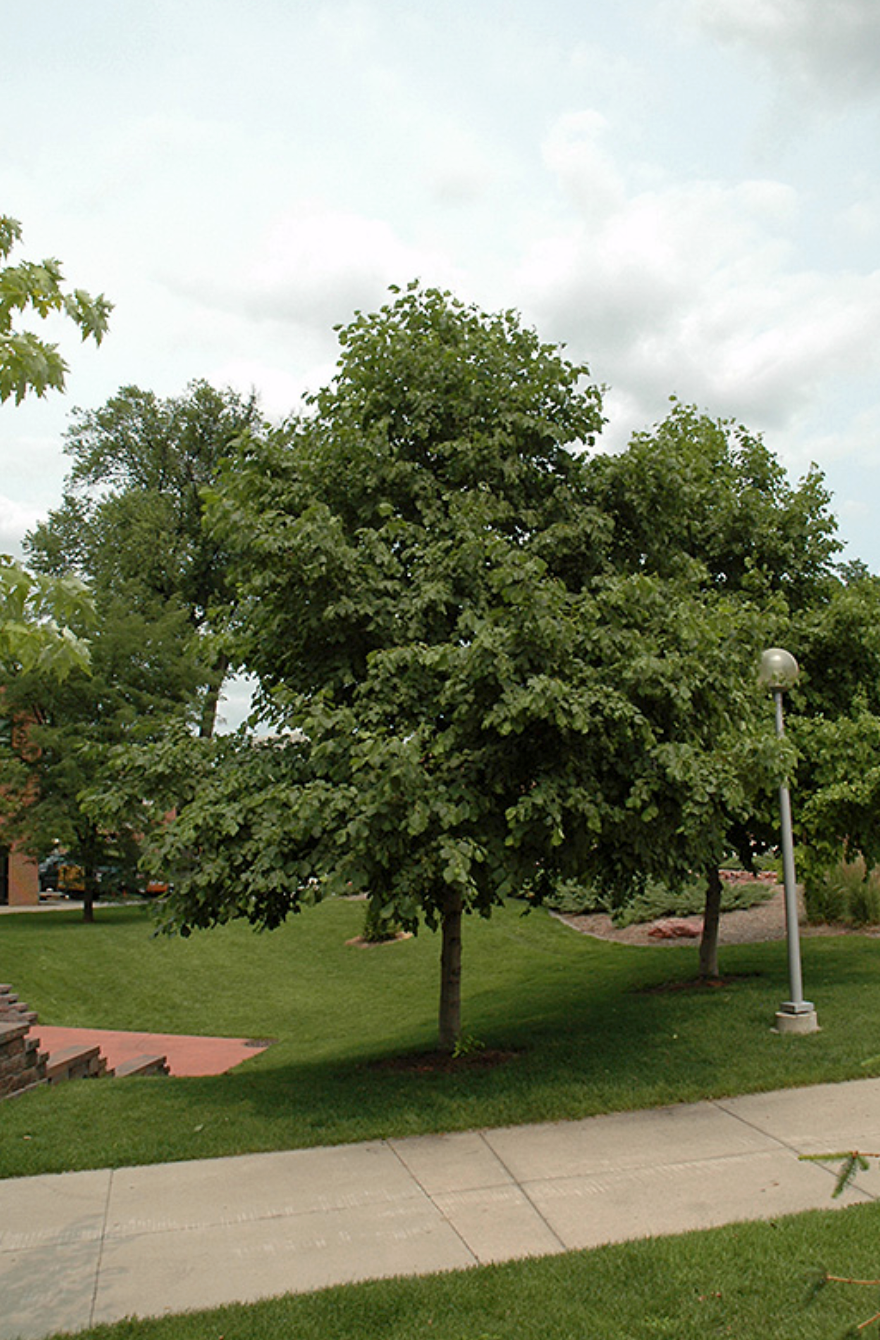 Prairie Horizon Alder