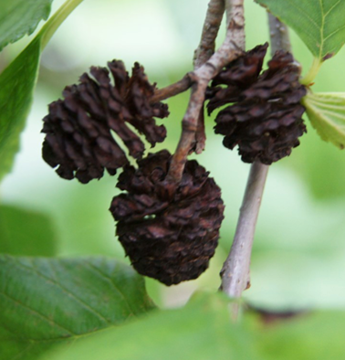 Prairie Horizon Alder