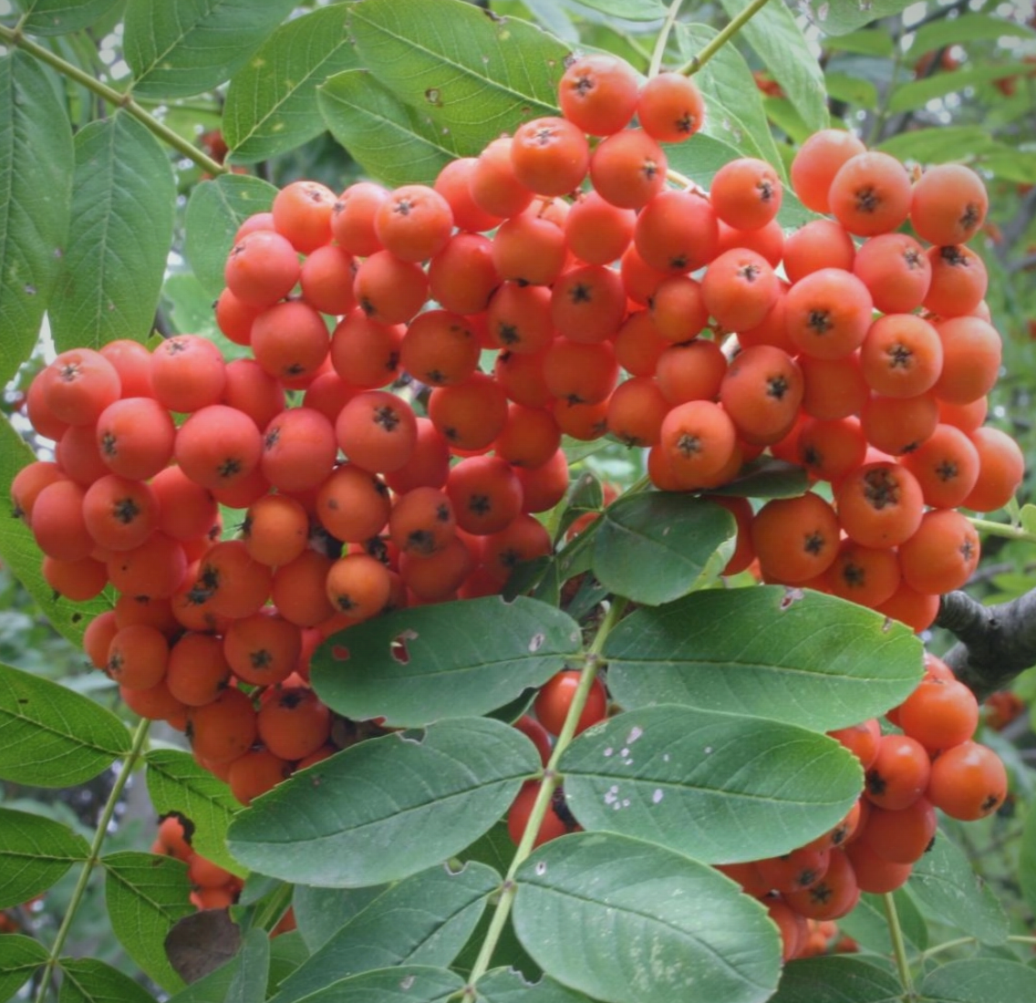 Buurta Yurub Ash