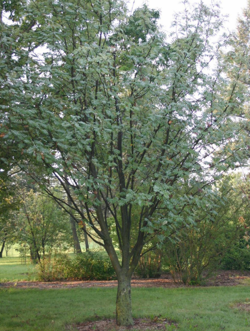 Buurta Yurub Ash