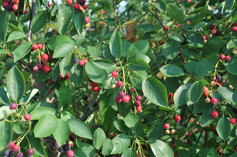 Amelanchier Autumn Brilliance (de un solo tallo)